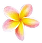 plumeria