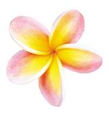 plumeria